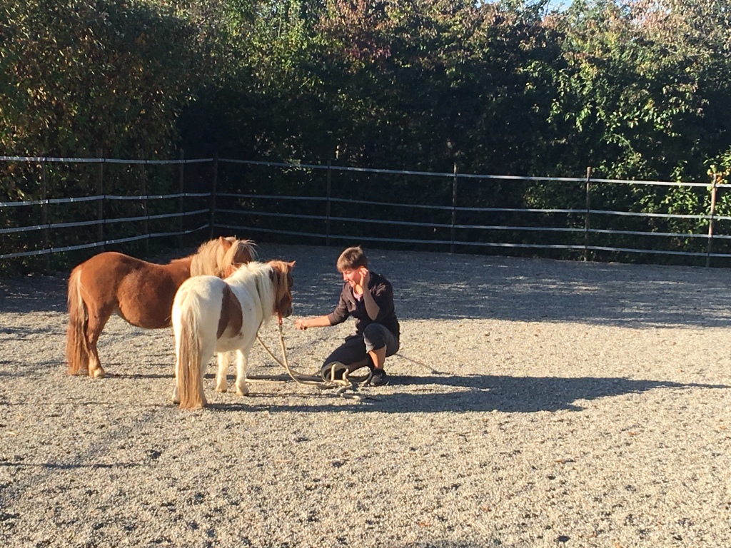 The-Work-Pony