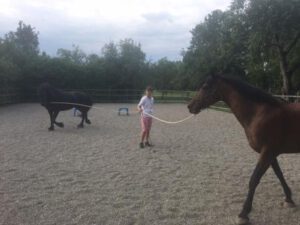 Horsemanshipcollege-Kurs-Klare-Kommunikation-mit-Pferden-5