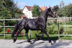 Horsemanshipcollege-Gute-Taten-2