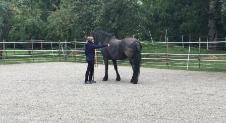 Horsemanshipcollege-Horsemanship-Schnupperkurs-Online-3