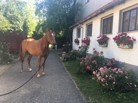 Horsemanshipcollege-Kinder-Horsemanship-10