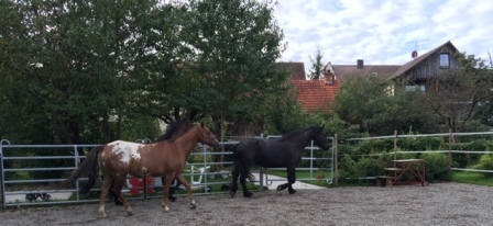 Horsemanshipcollege-Kinder-Horsemanship-11