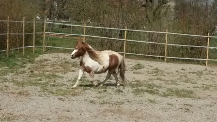 Horsemanshipcollege-Kinder-Horsemanship-2