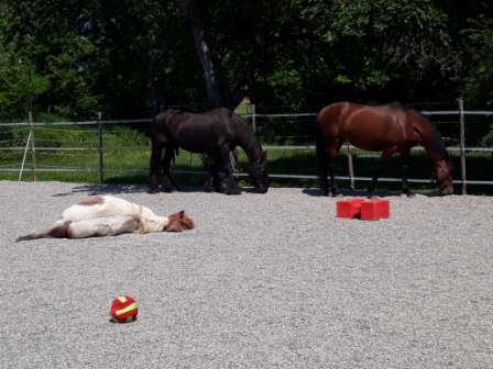 Horsemanshipcollege-Kinder-Horsemanship-3