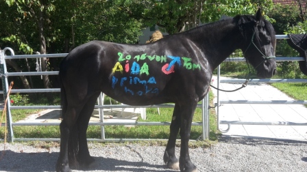 Horsemanshipcollege-Kinder-Horsemanship-4