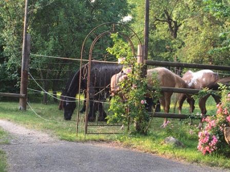 Horsemanshipcollege-Kinder-Horsemanship-8