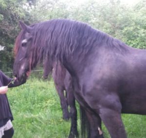Horsemanshipcollege-Jones-Kurs-1