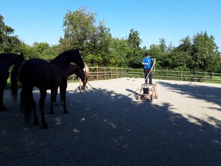 Horsemanship-Baden-Wuerttemberg-1