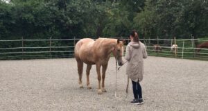 Horsemanship-Baden-Wuerttemberg-4
