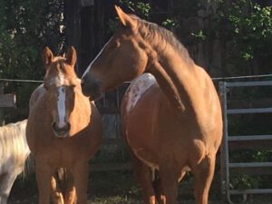 Horsemanship-College-Online-Kurs-Koerper-Arbeit-2