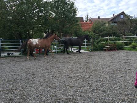 Horsemanship-Stuttgart-3