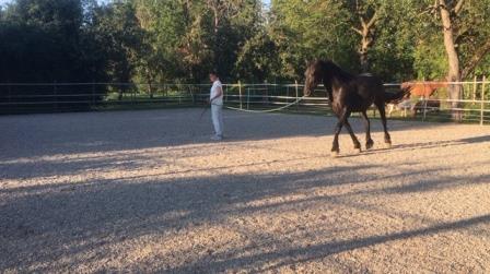 Horsemanship-Stuttgart-4