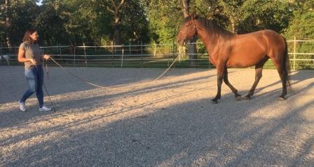 Horsemanship-Stuttgart-5