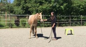 Horsemanship-Schnupperkurs-2