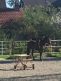 Coaching-Pferd-1