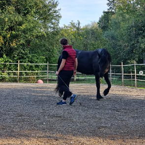Horsemanshipcollege-Kurs-3